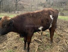 Продаётся бычок 