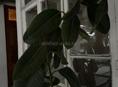Фикус Каучуконосный (Эластика) — высокое дерево.