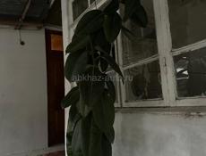 Фикус Каучуконосный (Эластика) — высокое дерево.