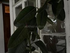 Фикус Каучуконосный (Эластика) — высокое дерево.