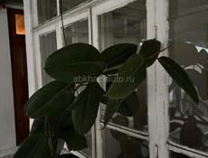 Фикус Каучуконосный (Эластика) — высокое дерево.