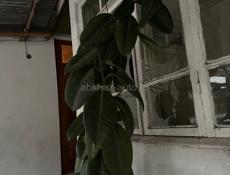 Фикус Каучуконосный (Эластика) — высокое дерево.