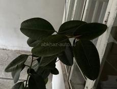 Фикус Каучуконосный (Эластика) — высокое дерево.