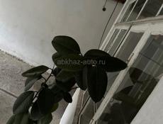 Фикус Каучуконосный (Эластика) — высокое дерево.