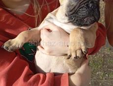 Французский бульдог