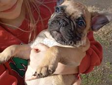 Французский бульдог