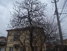 спил деревьев