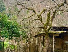 УЧАСТОК 25 СОТОК С  ДОМОМ В СУХУМЕ В АЛЕКСЕЕВСКОМ УЩЕЛЬЕ