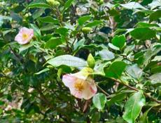 УЧАСТОК 25 СОТОК С  ДОМОМ В СУХУМЕ В АЛЕКСЕЕВСКОМ УЩЕЛЬЕ