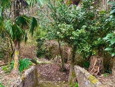 УЧАСТОК 25 СОТОК С  ДОМОМ В СУХУМЕ В АЛЕКСЕЕВСКОМ УЩЕЛЬЕ