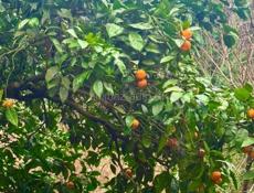 УЧАСТОК 25 СОТОК С  ДОМОМ В СУХУМЕ В АЛЕКСЕЕВСКОМ УЩЕЛЬЕ