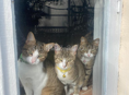 Кошки и кот стерилизованные отдаем в добрые руки, к лотку обучены