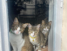 Кошки и кот стерилизованные отдаем в добрые руки, к лотку обучены