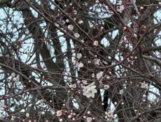 Золотой берег участок 