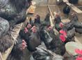Продаются петухи куры и инкубационные яйца Джерсидский Гигант 
