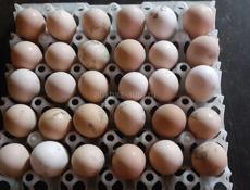 Продаются петухи куры и инкубационные яйца Джерсидский Гигант 