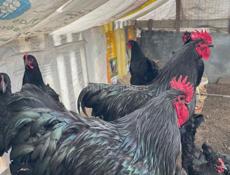 Продаются петухи куры и инкубационные яйца Джерсидский Гигант 
