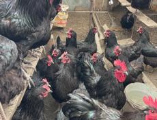 Продаются петухи куры и инкубационные яйца Джерсидский Гигант 