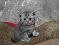 Шотландская вислоухая 