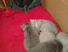 Шотландская вислоухая