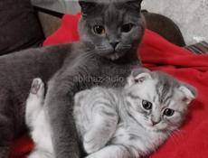 Шотландская вислоухая 