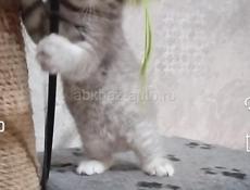 Шотландская вислоухая