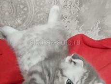 Шотландская вислоухая