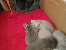 Шотландская вислоухая