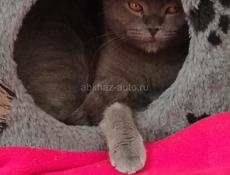 Шотландская вислоухая