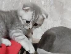 Шотландская вислоухая