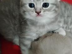 Шотландская вислоухая