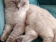 Шотландская вислоухая