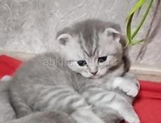 Шотландская вислоухая