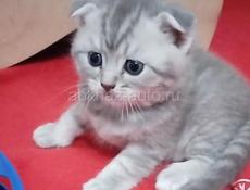 Шотландская вислоухая