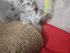 Шотландская вислоухая