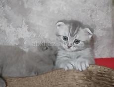 Шотландская вислоухая