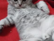 Шотландская вислоухая