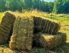 Сено в тюках 