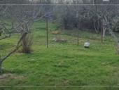 УЧАСТОК ЦАНДРИПШ