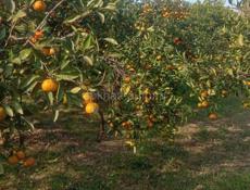 УЧАСТОК ЦАНДРИПШ