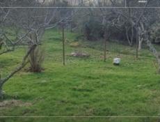 УЧАСТОК ЦАНДРИПШ