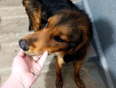 Хозяева, заберите собаку