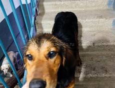 Хозяева, заберите собаку