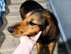 Хозяева, заберите собаку