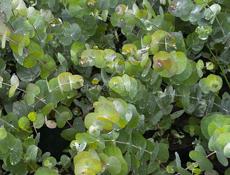 Саженцы эвкалипта 9192373