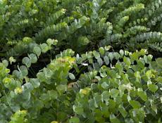 Саженцы эвкалипта 9192373