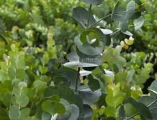 Саженцы эвкалипта 9192373