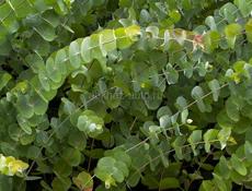 Саженцы эвкалипта 9192373