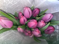 Тюльпаны