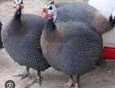 Куплю инкубационные яйца цесарки 